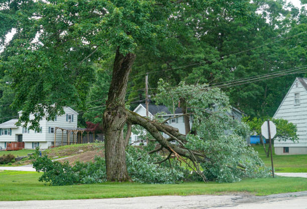 How Our Tree Care Process Works  in  Green Springs, OH